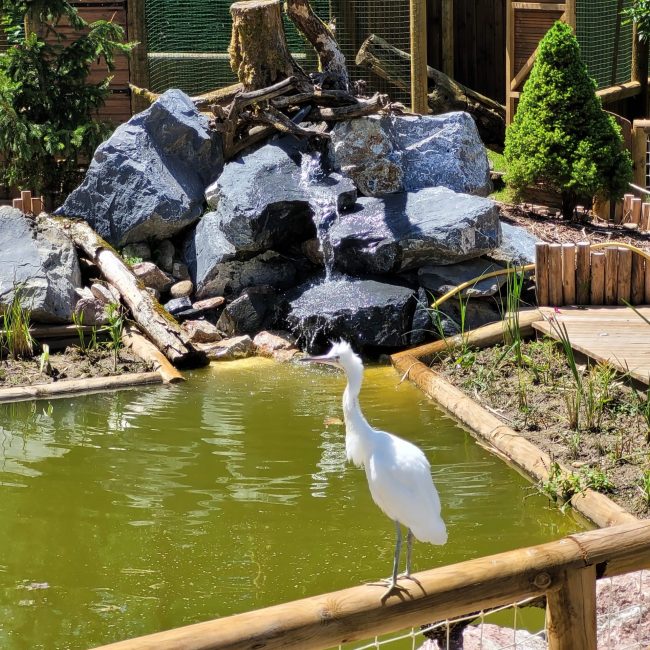 Une aigrette garzette perchée sur la barrière en bois au bord de l'eau