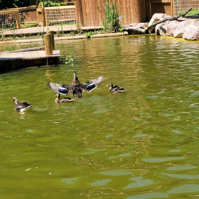 Canards sur l'eau dont l'un prend son envol