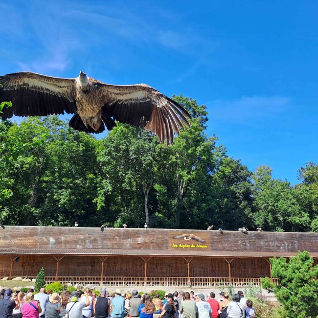 vol d'un vautour sur l'aire de spectacle de Eagle stadium