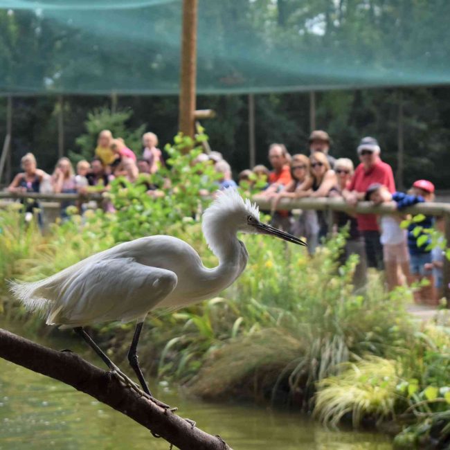 photo d'une aigrette blanche sur une branche située au dessus d'une mare