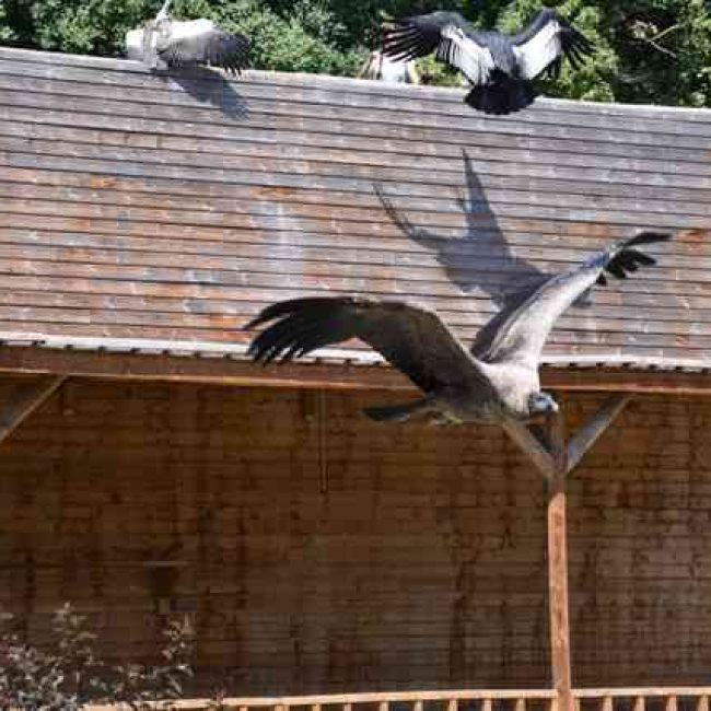 Le spectacle les seigneur des cieux envol du condor