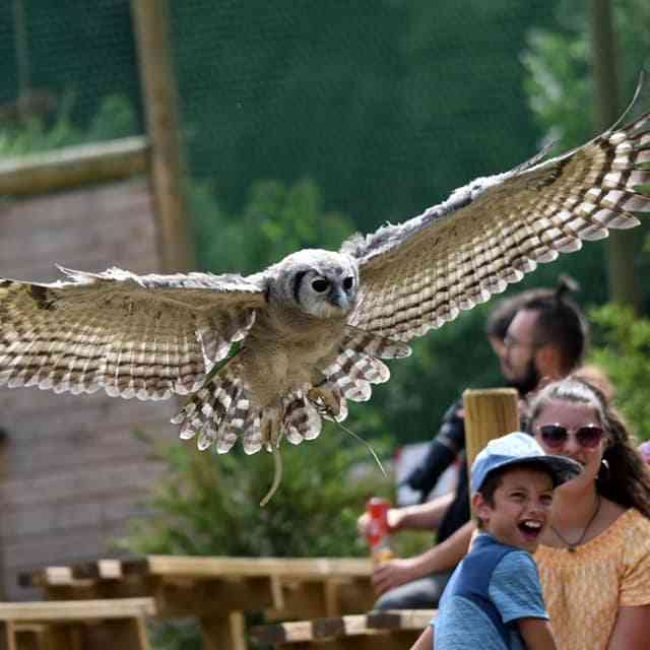 Spectacle le seigneur des cieux avec un envol d'une chouette