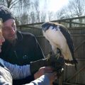 Stage de 3 jours au parc Les Aigles du Léman. Les stagiaires portent une buse tricolore au gant.