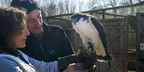 Stage de 3 jours au parc Les Aigles du Léman. Les stagiaires portent une buse tricolore au gant.