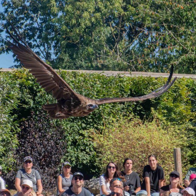 Vol pendant le spectacle le seigneur des cieux