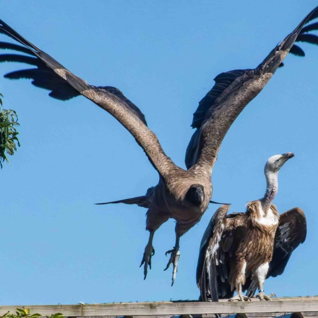 Couple de vautours dont l'un prend son vol