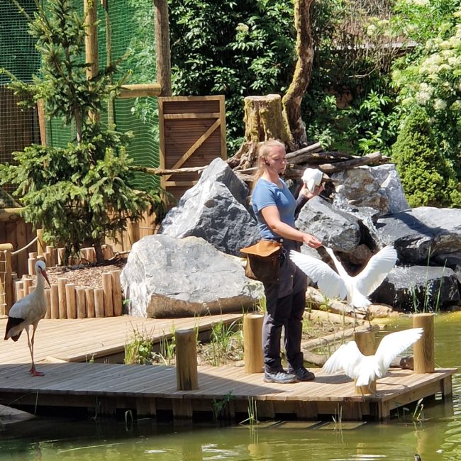 Les oiseaux du lac spectacle 2024