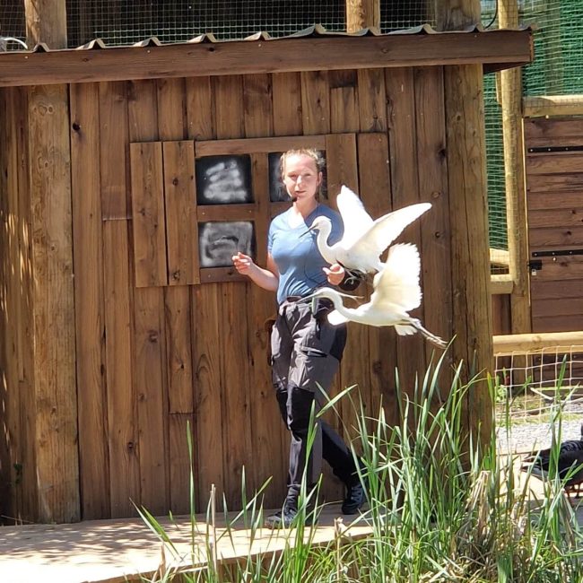 spectacle les oiseaux du lac 2024