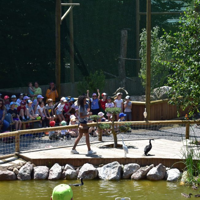 Spectacle les oiseaux du lac