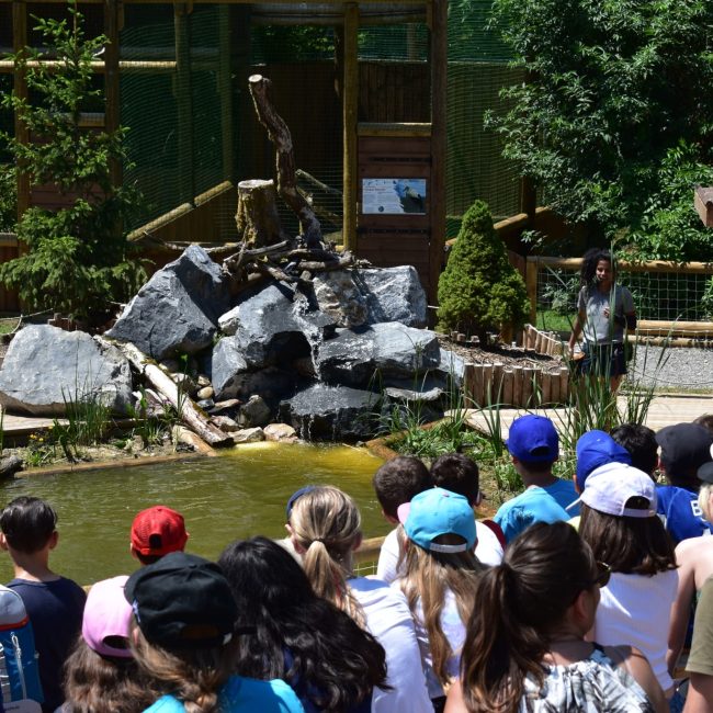 Spectacle les oiseaux du lac 2