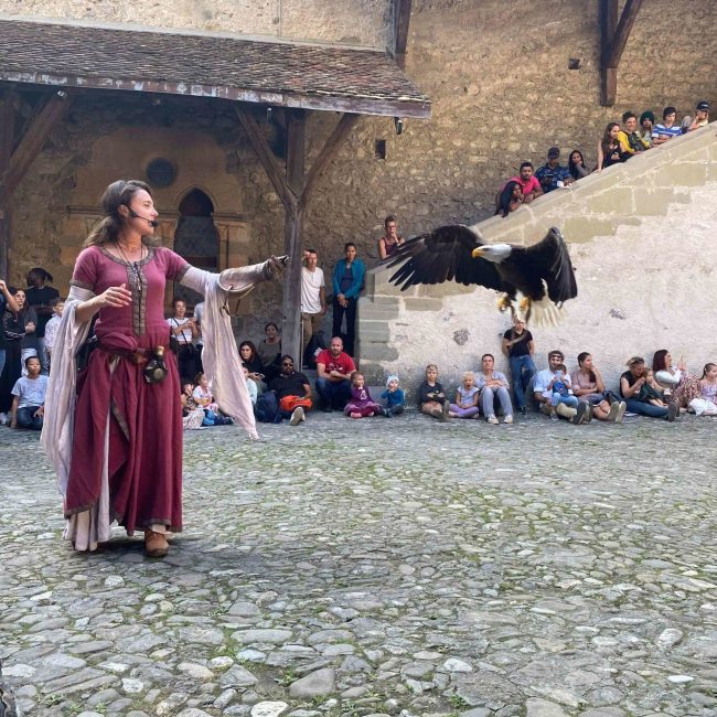 Prestation en costume médiéval avec un fauconnier et son pygargue à tête blanche en vol prêt à se poser sur le gant.