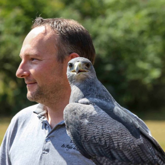 Prestation extérieure montrant un fauconnier avec un aigle bleu au gant