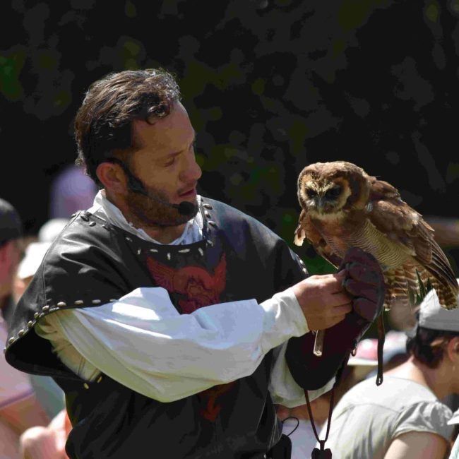 Fauconnerie équestre médiévale avec une chouette au gant