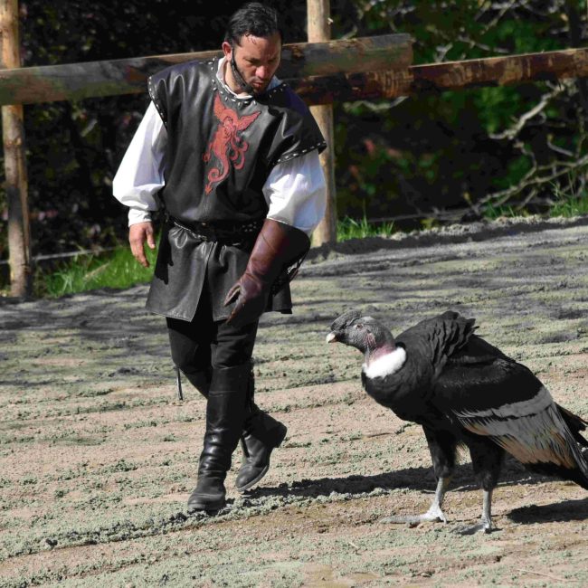 Fauconnerie équestre médiévale avec un condor au sol