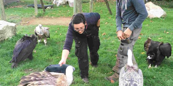 Groupe au cours d'une animation fauconnerie au parc Les Aigles du Léman. Ils sont au milieu des vautours fauves à qui ils donnent à manger.