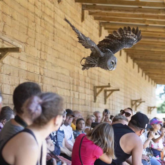 Spectacle eagle Stadium, une chouette lapone en plein vol au dessus des têtes des visiteurs