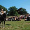 Equestrian falconry during the reception of a white-tailed eagle in flight in front of the public in the open air, during an outdoor performance.