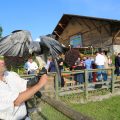 Photo of a group event. In the foreground is a falconer with his blue eagle in flight under his glove.