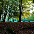 View of the shaded picnic area under the trees.