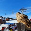 Great horned owl posed on the edge of the terrace against the backdrop of the snowy slope and the chairlift. There are people on the sunbeds and on the terrace.