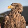Frontal portrait of a white-tailed eagle, its head turned to the left. Its plumage is brown and its bill is yellow.