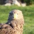 Portrait de face d'un pygargue à queue blanche qui regarde droit devant. Son plumage est brun foncé. Son bec est jaune .