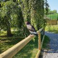 A bateleur eagle in the Terre des Aigles aviary perched on a wooden fence.